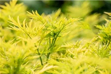 Sambucus nigra 'Golden Tower'® Topfgröße 6 Liter