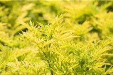 Sambucus nigra 'Golden Tower'® Topfgröße 6 Liter