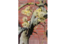 Salix caprea 'Pendula' Stammhöhe 80cm, Topfgröße 5 Liter