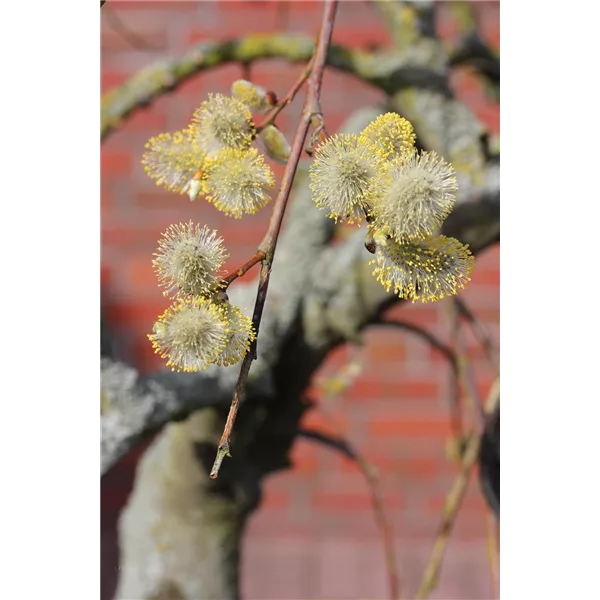 Salix caprea 'Pendula'