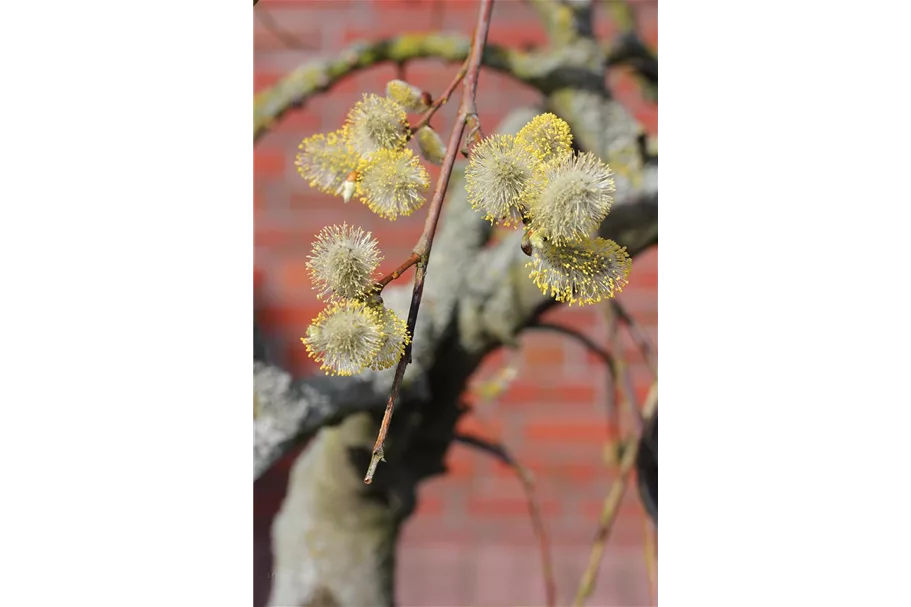 Salix caprea 'Pendula' Stammhöhe 80cm, Topfgröße 5 Liter