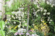 Salix caprea 'Pendula' Stammhöhe 80cm, Topfgröße 5 Liter