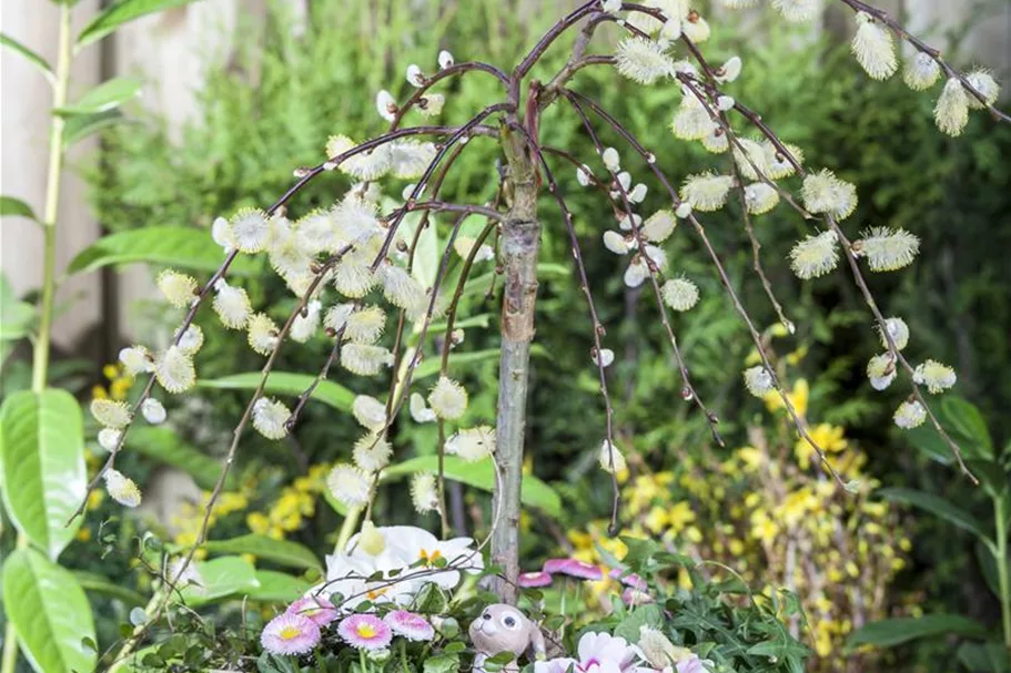 Salix caprea 'Pendula' Stammhöhe 80cm, Topfgröße 5 Liter