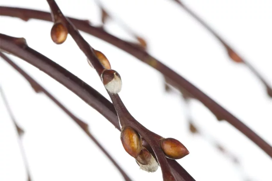 Salix caprea 'Pendula' Stammhöhe 80cm, Topfgröße 5 Liter