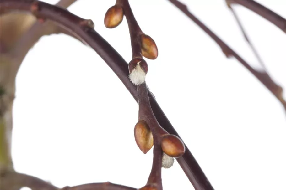 Salix caprea 'Pendula' Stammhöhe 80cm, Topfgröße 5 Liter