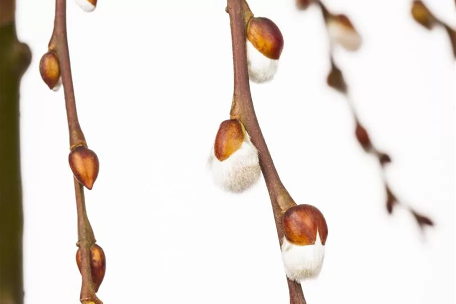 Salix caprea 'Pendula' Stammhöhe 80cm, Topfgröße 5 Liter