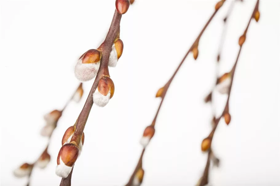 Salix caprea 'Pendula' Stammhöhe 80cm, Topfgröße 5 Liter