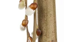 Salix caprea 'Pendula' Stammhöhe 80cm, Topfgröße 5 Liter