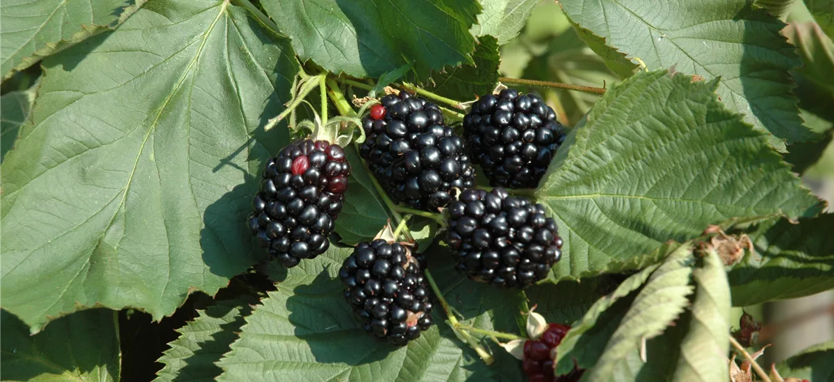 Rubus fruticosus 'Theodor Reimers' Topfgröße 2 Liter, Höhe 30-40cm