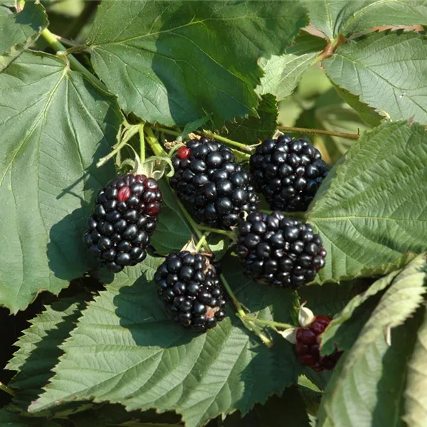 Rubus fruticosus 'Theodor Reimers'