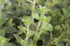 Oregano 9 x 9 cm Topf 0,5 Liter