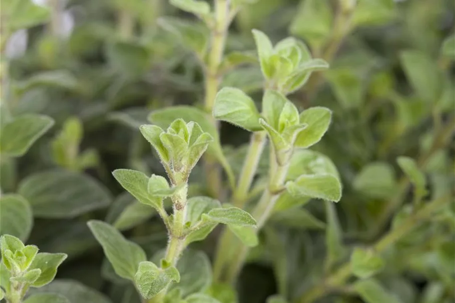 Oregano 9 x 9 cm Topf 0,5 Liter