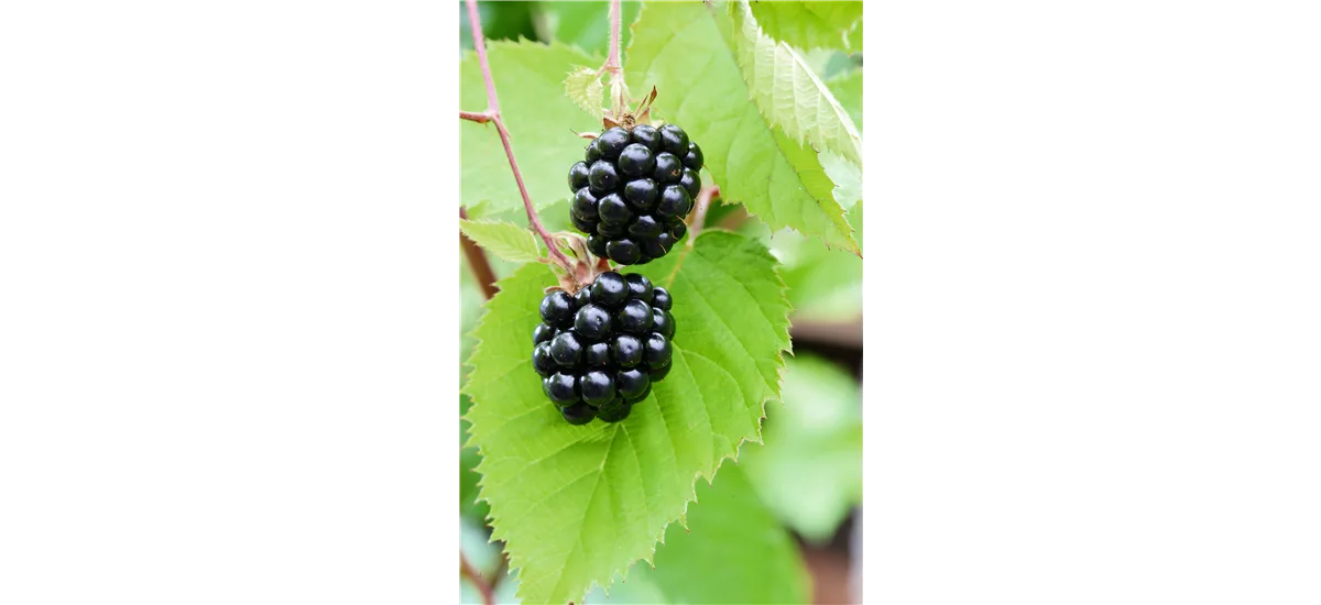 Rubus fruticosus 'Chester Thornless' Topfgröße 2 Liter, Höhe 30-40cm