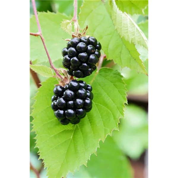 Rubus fruticosus 'Chester Thornless'