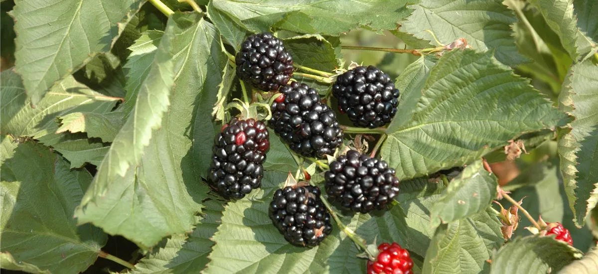 Rubus fruticosus 'Black Cascade'® Topfgröße 2 Liter, Höhe 30-40cm