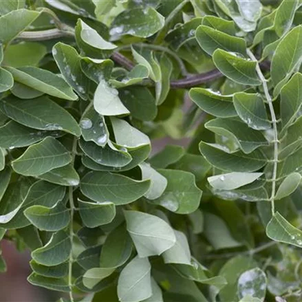 Robinia pseudoacacia 'Twisty Baby'®