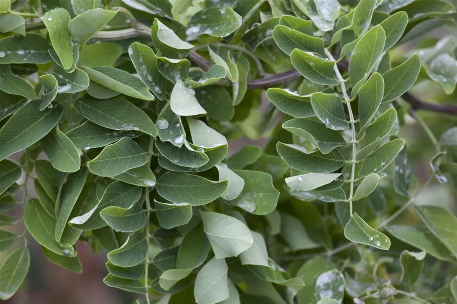 Robinia pseudoacacia 'Twisty Baby'® Stammhöhe 40cm, Topfgröße 10 Liter