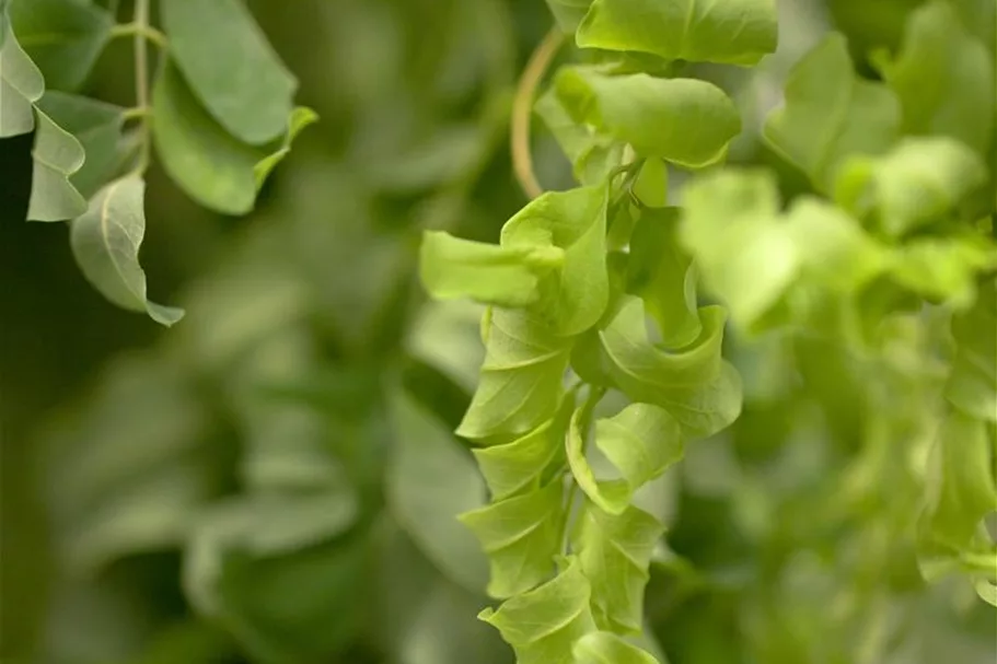 Robinia pseudoacacia 'Twisty Baby'® Stammhöhe 40cm, Topfgröße 10 Liter