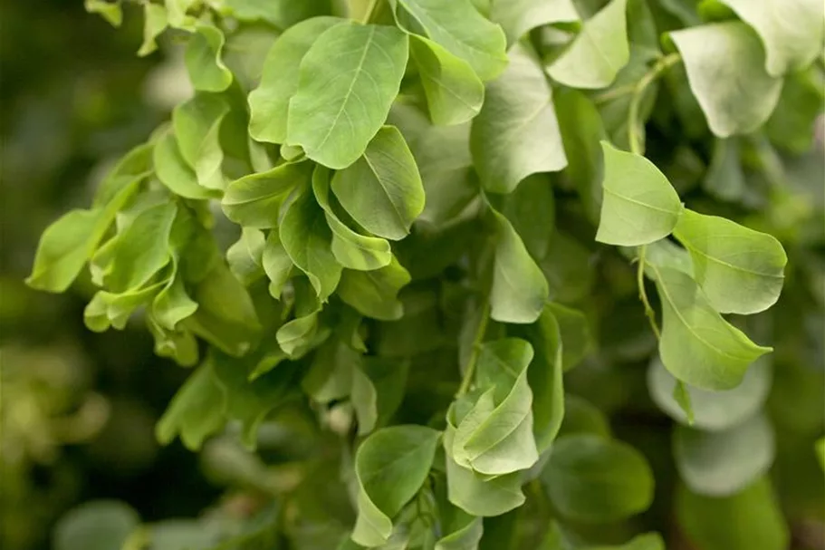 Robinia pseudoacacia 'Twisty Baby'® Stammhöhe 40cm, Topfgröße 10 Liter