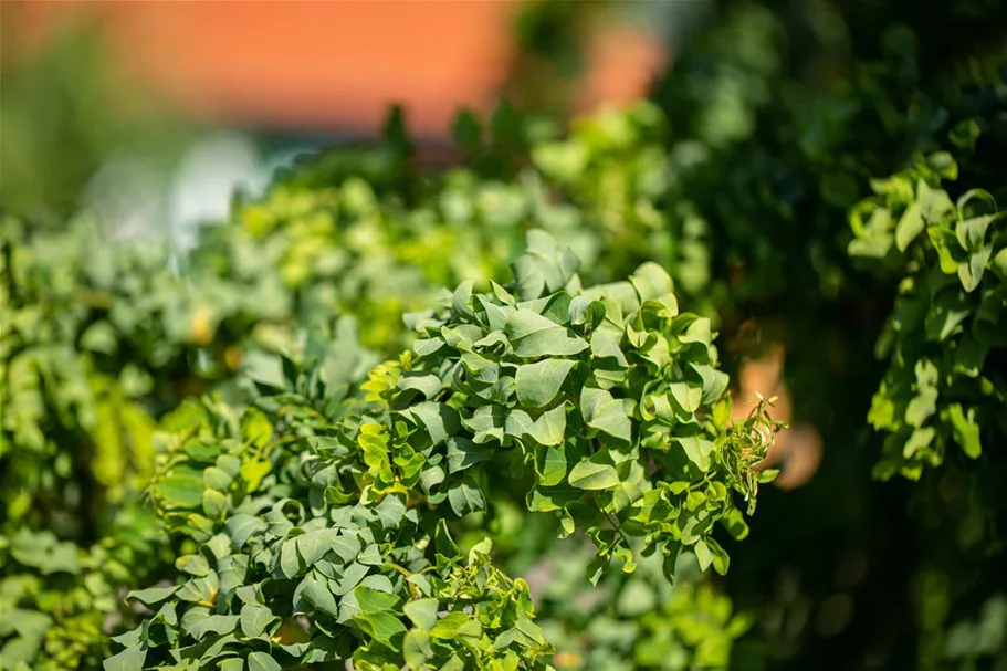 Robinia pseudoacacia 'Twisty Baby'® Stammhöhe 40cm, Topfgröße 10 Liter