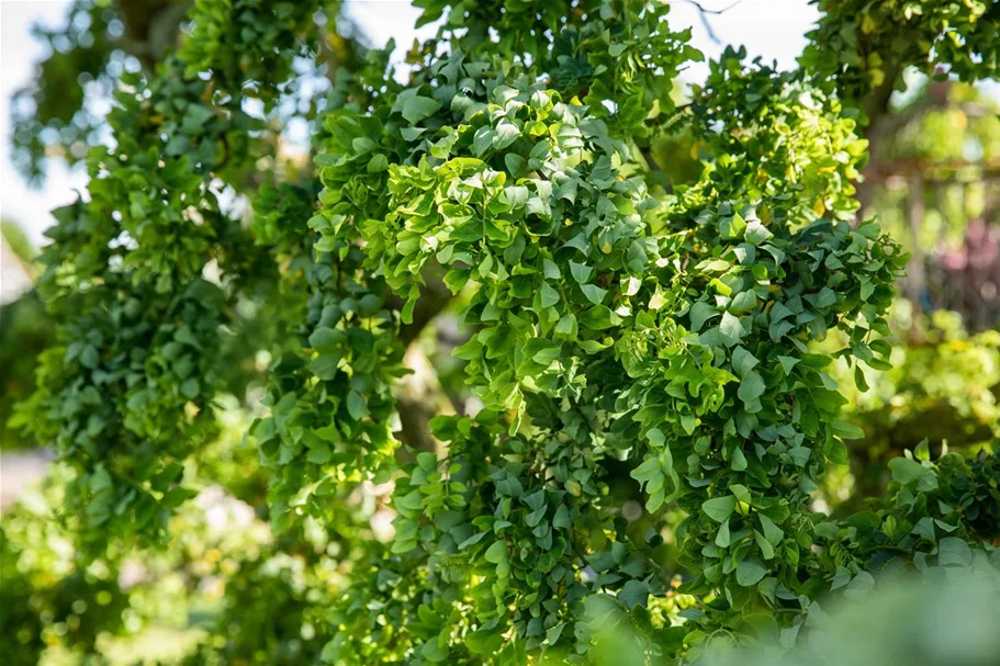 Robinia pseudoacacia 'Twisty Baby'® Stammhöhe 40cm, Topfgröße 10 Liter