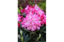 Rhododendron yakushimanum 'Marlis' Topfgröße 5 Liter, Höhe 30cm