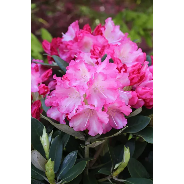 Rhododendron yakushimanum 'Marlis'