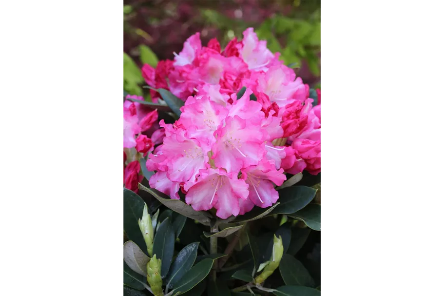 Rhododendron yakushimanum 'Marlis' Topfgröße 5 Liter, Höhe 30cm