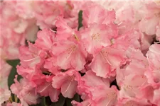 Rhododendron yakushimanum 'Marlis' Topfgröße 5 Liter, Höhe 30cm