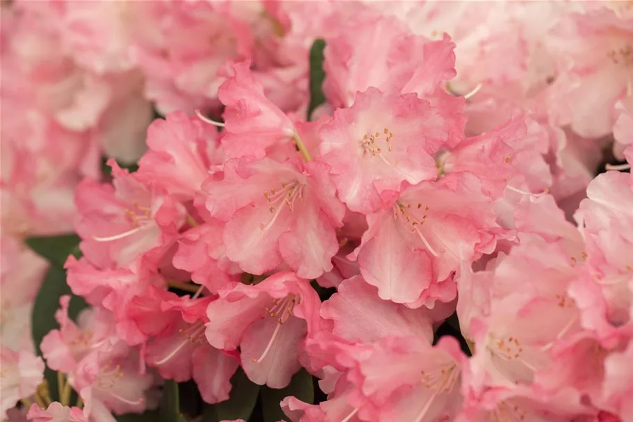 Rhododendron yakushimanum 'Marlis' Topfgröße 5 Liter, Höhe 30cm