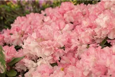 Rhododendron yakushimanum 'Marlis' Topfgröße 5 Liter, Höhe 30cm