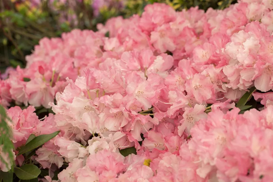 Rhododendron yakushimanum 'Marlis' Topfgröße 5 Liter, Höhe 30cm