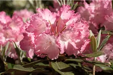 Rhododendron yakushimanum 'Marlis' Topfgröße 5 Liter, Höhe 30cm