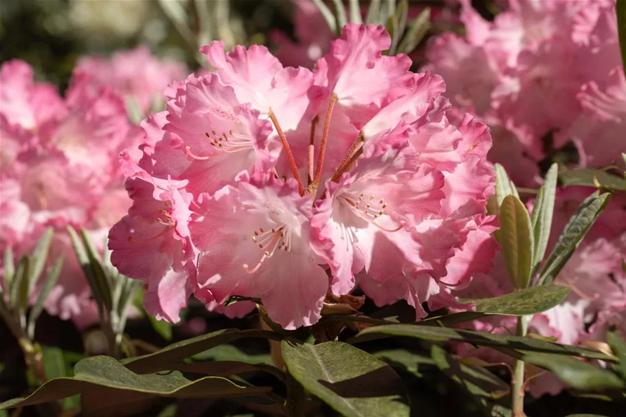 Rhododendron yakushimanum 'Marlis' Topfgröße 5 Liter, Höhe 30cm