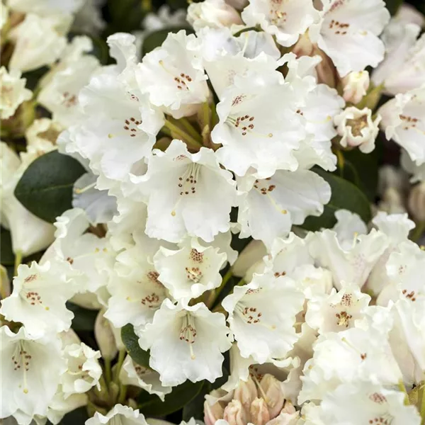 Rhododendron williamsianum 'Gartendirektor Rieger'