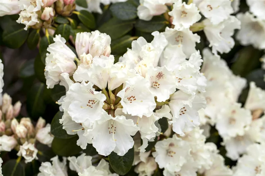 Rhododendron williamsianum 'Gartendirektor Rieger' Topfgröße 5 Liter, Höhe 30-40cm