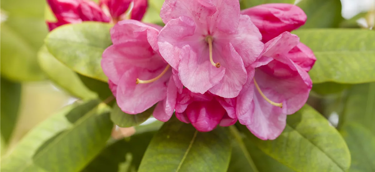 Rhododendron williamsianum 'Gartendirektor Glocker' Topfgröße 5 Liter, Höhe 30-40cm