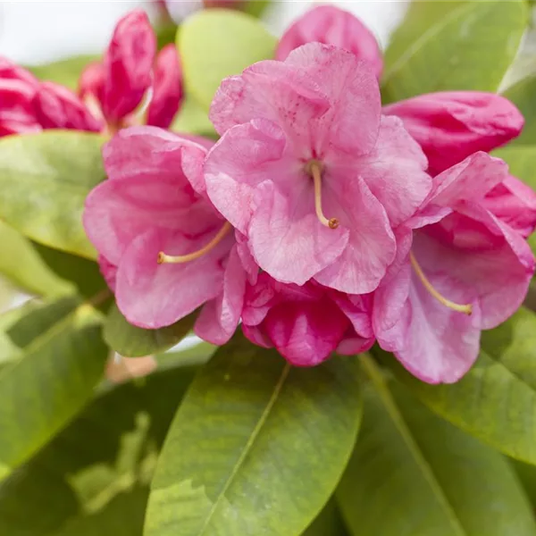 Rhododendron williamsianum 'Gartendirektor Glocker'