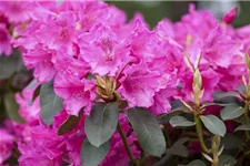 Rhododendron williamsianum 'August Lamken' Topfgröße 5 Liter, Höhe 30-40cm