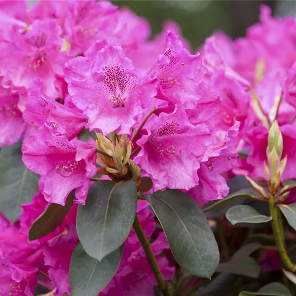 Rhododendron williamsianum 'August Lamken' 