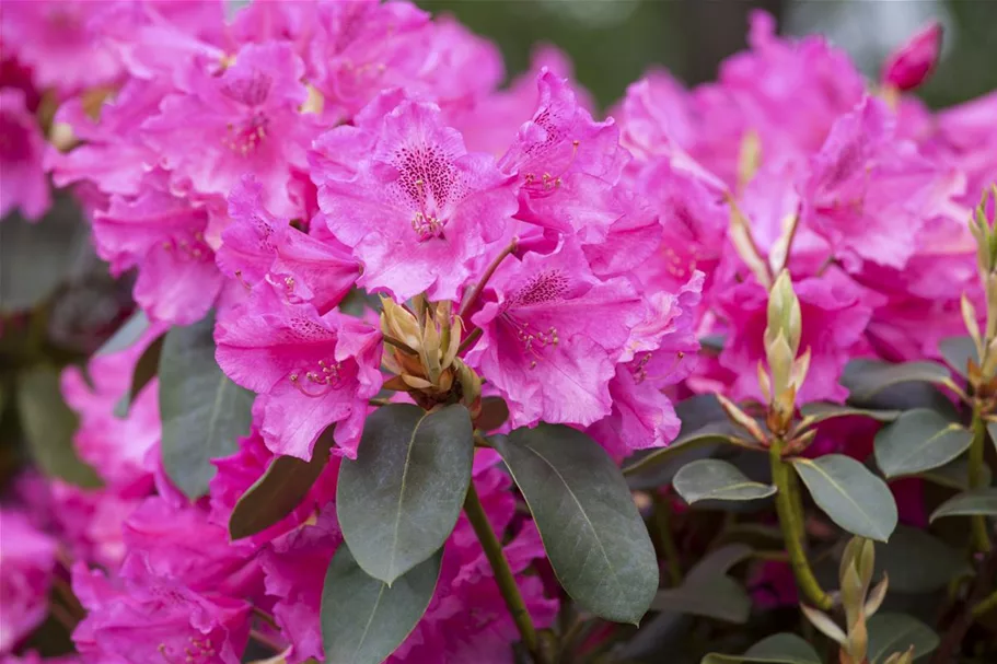 Rhododendron williamsianum 'August Lamken' Topfgröße 5 Liter, Höhe 30-40cm