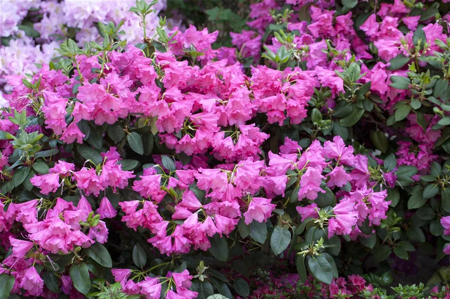 Rhododendron williamsianum 'August Lamken' Topfgröße 5 Liter, Höhe 30-40cm