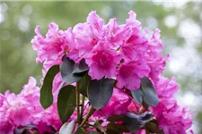 Rhododendron williamsianum 'August Lamken' Topfgröße 5 Liter, Höhe 30-40cm