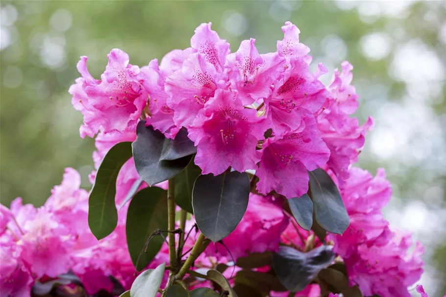 Rhododendron williamsianum 'August Lamken' Topfgröße 5 Liter, Höhe 30-40cm