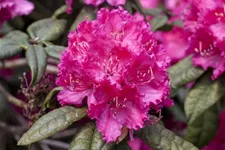 Rhododendron williamsianum 'August Lamken' Topfgröße 5 Liter, Höhe 30-40cm