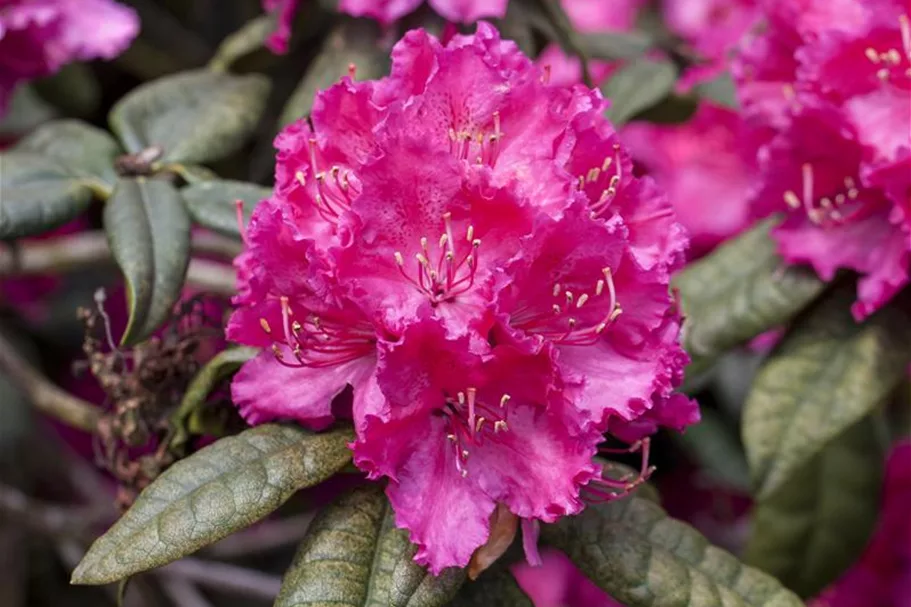 Rhododendron williamsianum 'August Lamken' Topfgröße 5 Liter, Höhe 30-40cm