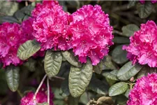 Rhododendron williamsianum 'August Lamken' Topfgröße 5 Liter, Höhe 30-40cm