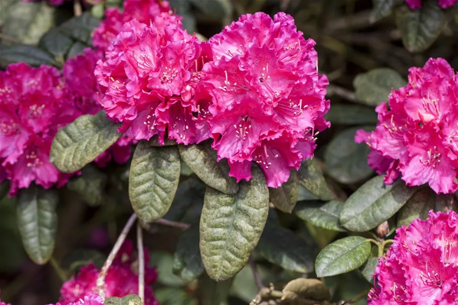 Rhododendron williamsianum 'August Lamken' Topfgröße 5 Liter, Höhe 30-40cm