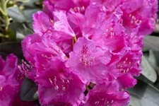 Rhododendron williamsianum 'August Lamken' Topfgröße 5 Liter, Höhe 30-40cm