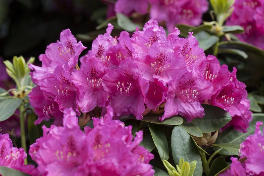 Rhododendron williamsianum 'August Lamken' Topfgröße 5 Liter, Höhe 30-40cm